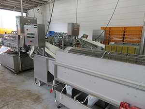 洗浄、異物除去、カット作業等の様子