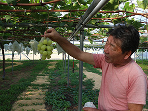 ぶどうの出来栄えを確認する佐藤秀明さん