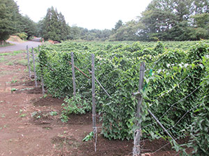 種用長いもの畑