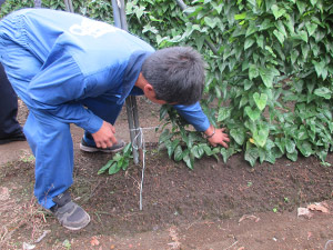 生育状況を確認する上山さん