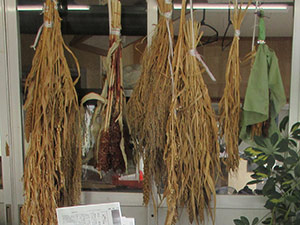 乾燥させた雑穀サンプル