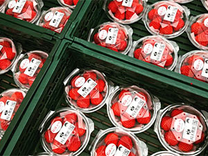 出荷するいちご