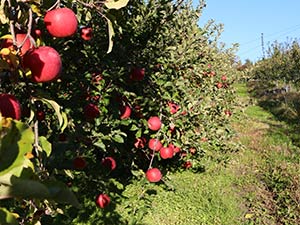下枝まで真っ赤なりんごが実っている様子