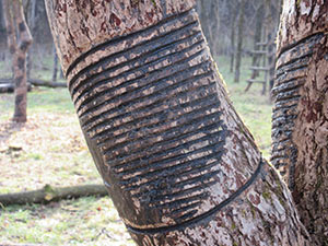 漆採取後に木を休ませる様子