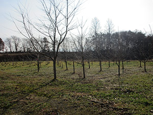 原木を育てる活動