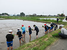 田植えをする小学生