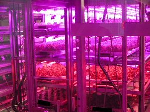 旧体育館内に設置された無人の植物工場