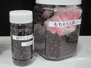 付加価値生産が期待される高アントシアニン系統のとうもろこし