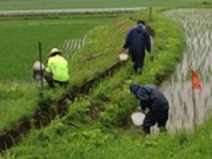 （有）伊豆沼農産のふゆみずたんぼ の生き物調査の様子