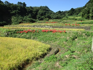 実習を行った大張沢尻棚田
