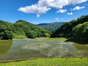  昔と変わらぬ美しい姿の 大張沢尻棚田