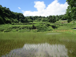 高校生が機械で田植えした田んぼ、生育は順調
