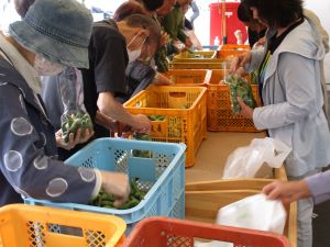  毎年人気のそら豆 袋詰め放題の様子