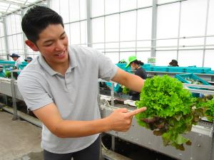 ３種類のレタス「つみたてサラダ」