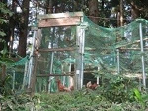 鶏の平飼小屋