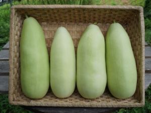 長下田瓜