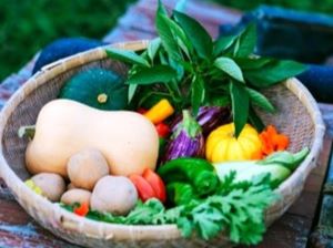 無農薬・無化学肥料で栽培した野菜