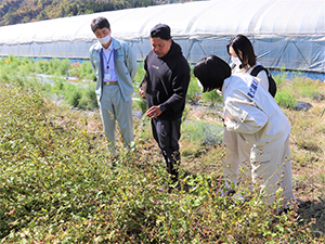 ほ場（そば）の説明をする 加藤理事（中央）
