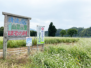 そば畑の風景