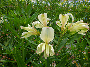アルストロメリアの花