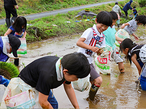 田植えって楽しい