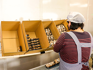 パック詰め椎茸の出荷作業の様子