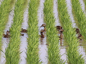 害虫や雑草を食べるマガモ