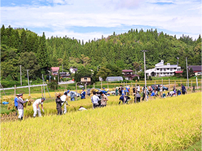 時折日差しが差しこむなか、 稲刈り作業に汗を流します。