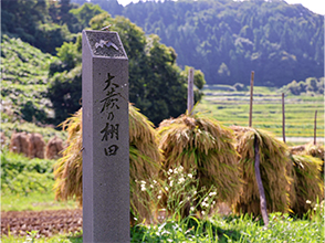 杭掛けされた稲が並ぶ、 秋の大蕨の棚田