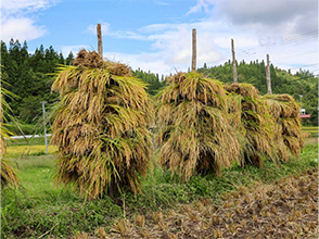 刈り取った稲は杭掛けされ、 天日干しされることにより、 おいしい棚田米になります。