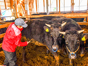 牛に声を掛けながら丁寧に ブラッシングする広美さん