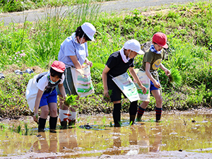 「おいしくなれ」と願いを込めて 田植え開始