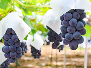 収穫間近の大粒ぶどう (写真提供 漆山果樹園)