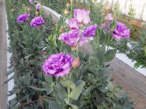 栽培された紫色のトルコギキョウ 花ことば「希望」