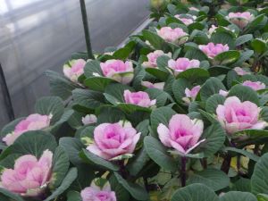 栽培された葉牡丹 花ことば「慈愛」