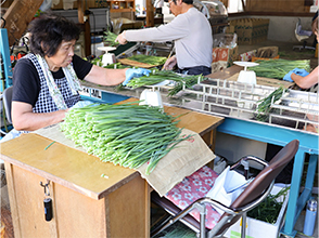 ニラの仕分け作業