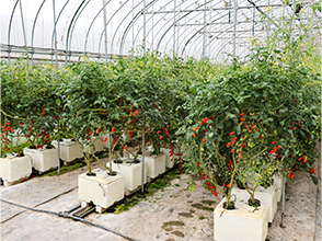 トマトハウス内の様子