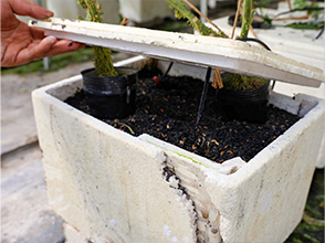 土壌に自家製のもみがら燻炭を使用