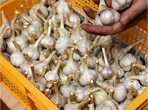 最上赤ニンニク(最上伝承野菜)