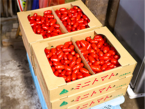 出荷用ミニトマト(JA出荷用)
