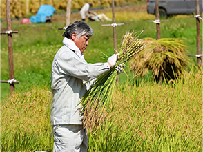 稲刈りをする花田地方参事官