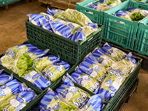 出荷前のミニ白菜