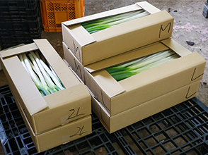 出荷前のネギ