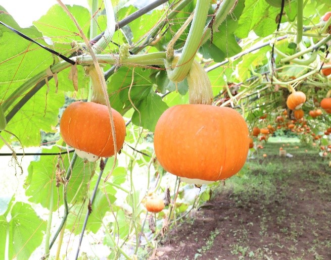 奥会津金山赤カボチャの栽培光景