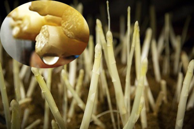 冬採りホワイトアスパラガスで地域を元気に!!