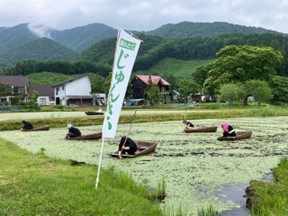 ジュンサイ沼の摘み取り体験の風景