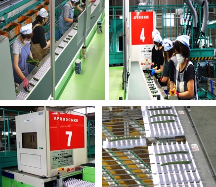 福島地域からの便り 選果場の様子