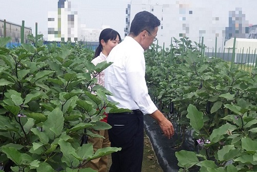 愛知本長なすのほ場で、佐藤さん（奥）から生育状況の説明を受ける野中地方参事官（手前）（令和6年9月3日撮影）