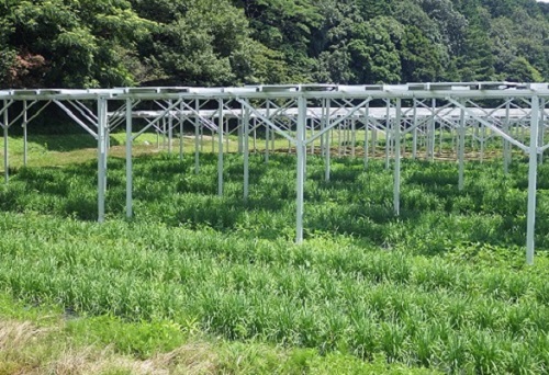 営農型太陽光発電によるにら栽培の様子（令和6年7月18日撮影）