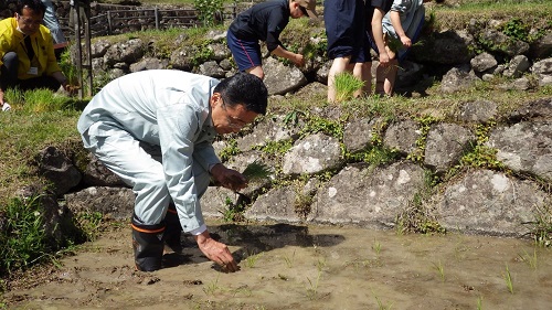 野中地方参事官の田植え風景（令和6年5月9日撮影）
